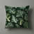 Chou frisé vert, Brassica Oleracées, Var