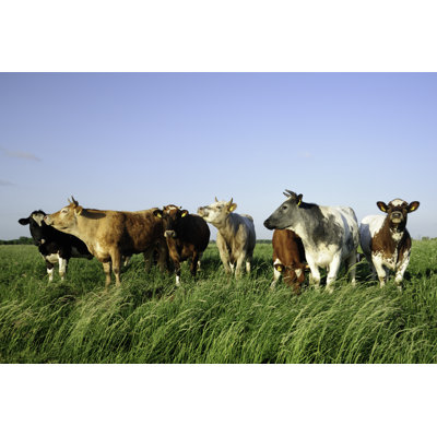 Group of Cows in a Meadow by Vliet