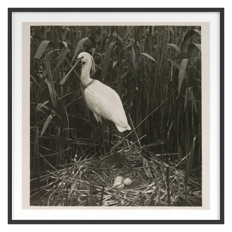 «Coastal Birds 2» par THE Studio - Impression sur papier d'une seule photo, Cadre noir, H 36 po x l 36 po x P 1,25 po