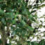 13 pi Olive artificielle