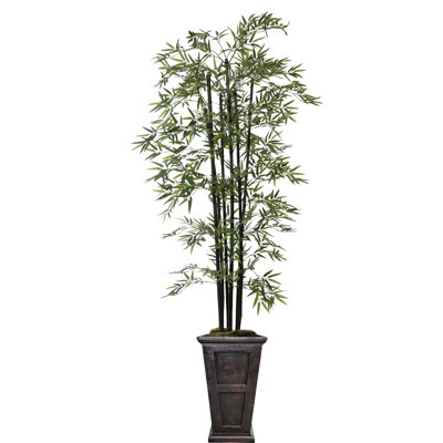Arbre de bambou Panama