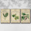 Linnaean Botany IV, ensemble de 3 toiles encadrées sur toile-97812267-97812274