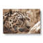 Leopard Vol.3 - Wrapped Canvas-64020331