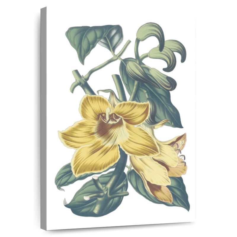 Harnek Antique Botanical II Cool, H 24 po x l 16 po