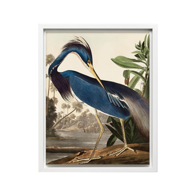 John Audubon - Louisiana Heron