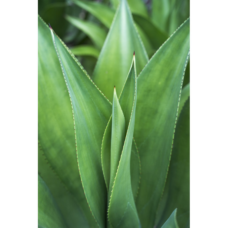 Detail Of Aloe Plant - Wrapped Canvas Print, 122cm H x 81cm W x 3.8cm D