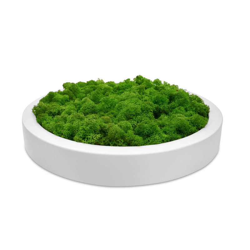 Moss Picture Reindeer Moss Round, White, 30cm H x 30cm W x 5cm D