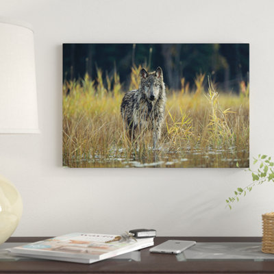 «Timber Wolf Pause pendant la marche à travers le lac, Montana» par Tim Fitzharris - reproduction de photo sur toile tendue
