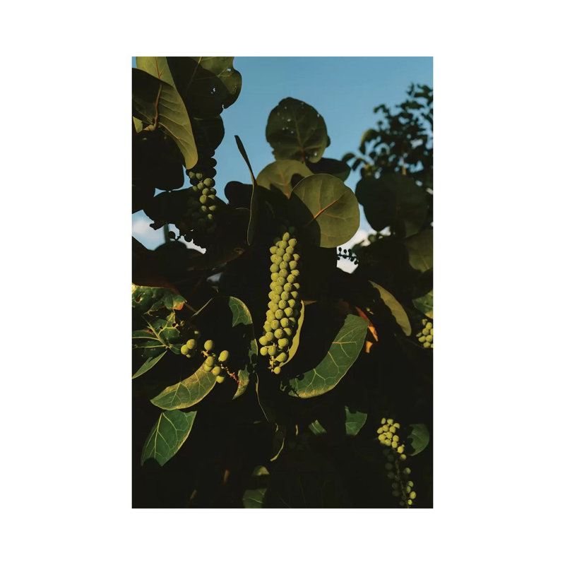 Tropical Hawaii XI by Bethany Young - Print on Canvas, Wrapped Canvas, 152.4cm H x 101.6cm W x 3.81cm D