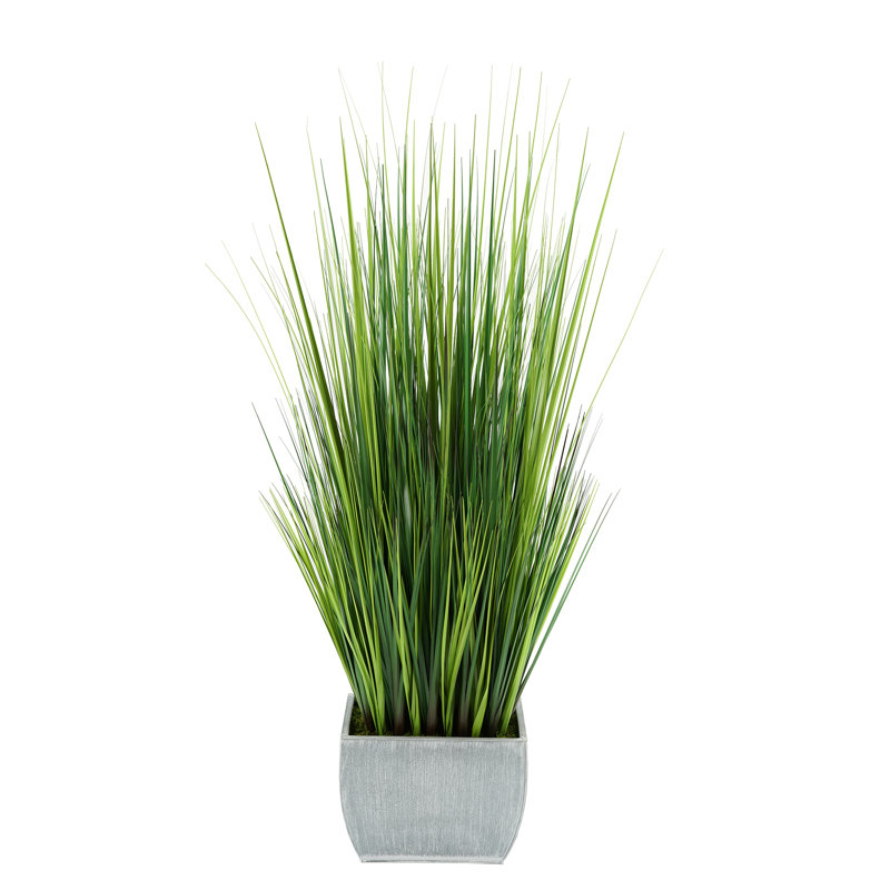 Herbe à feuillage en pot 50 po, Ferme
