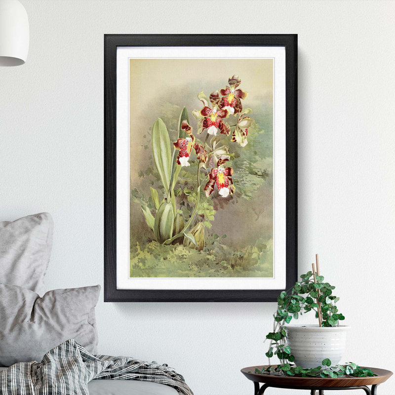 Magnolia Flowers Illustration Tab. 49 by Frederick Sander - Picture Frame Painting Print, 60cm H x 40cm W x 2cm D, Black