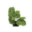 Live Green Prayer Plant
