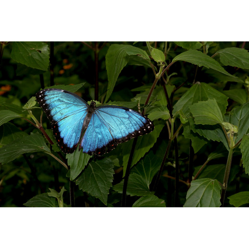 Blue Morpho Butterfly - Wrapped Canvas Print, 30cm H x 46cm W