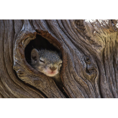 Squirrel Sleeping by Anna-Carina Nagel - Wrapped Canvas Print