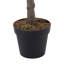 185cm Plant