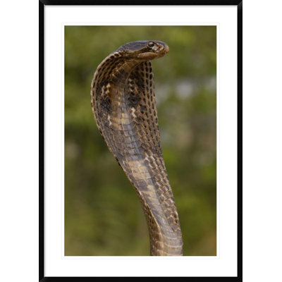 " Spectacled Cobra With Hood Flared "
