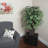 36'' Artificial Ficus Tree in Basket-786982401