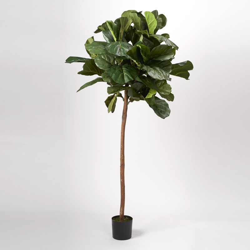 Figuier lyre à feuilles, H 60 po x l 12 po