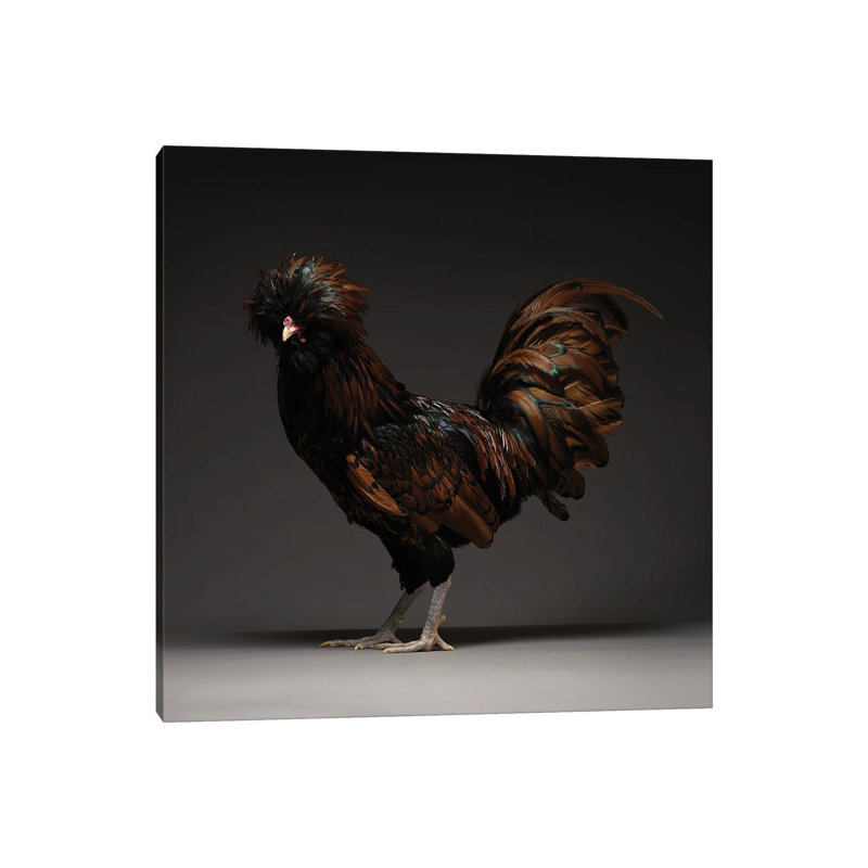 Gold Laced Polish by CHICken - Wrapped Canvas Print, 45.72 cm H x 45.72 cm W x 1.91 cm D