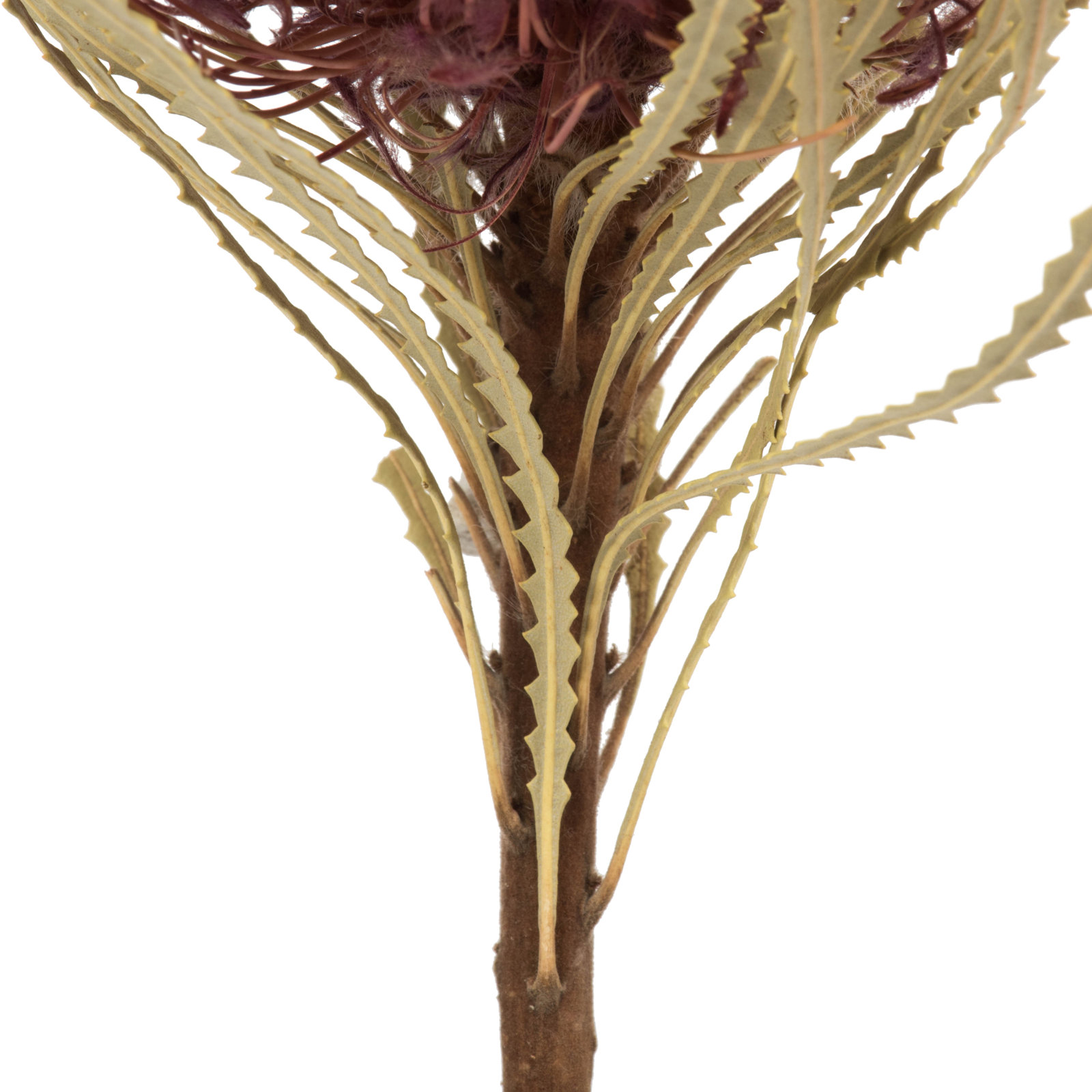 Dried Banksia Floral Stems, Violet