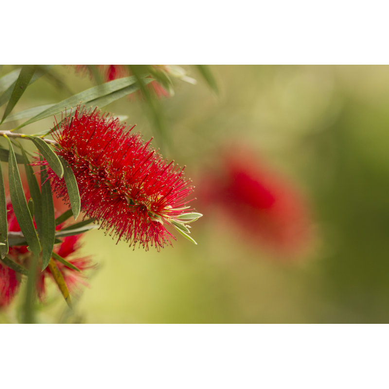 Australian Bottlebrush - photographie sur toile tendue, H 8 po x l 12 po