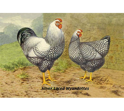 « silver laced wyandottes », impression