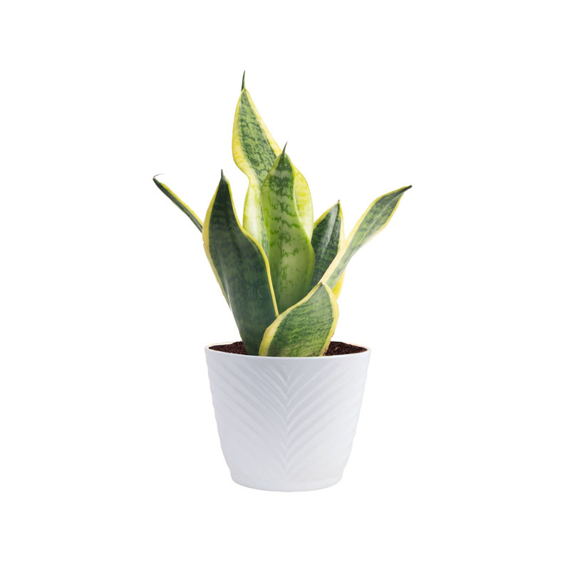 Peace Lily Plant in Planter