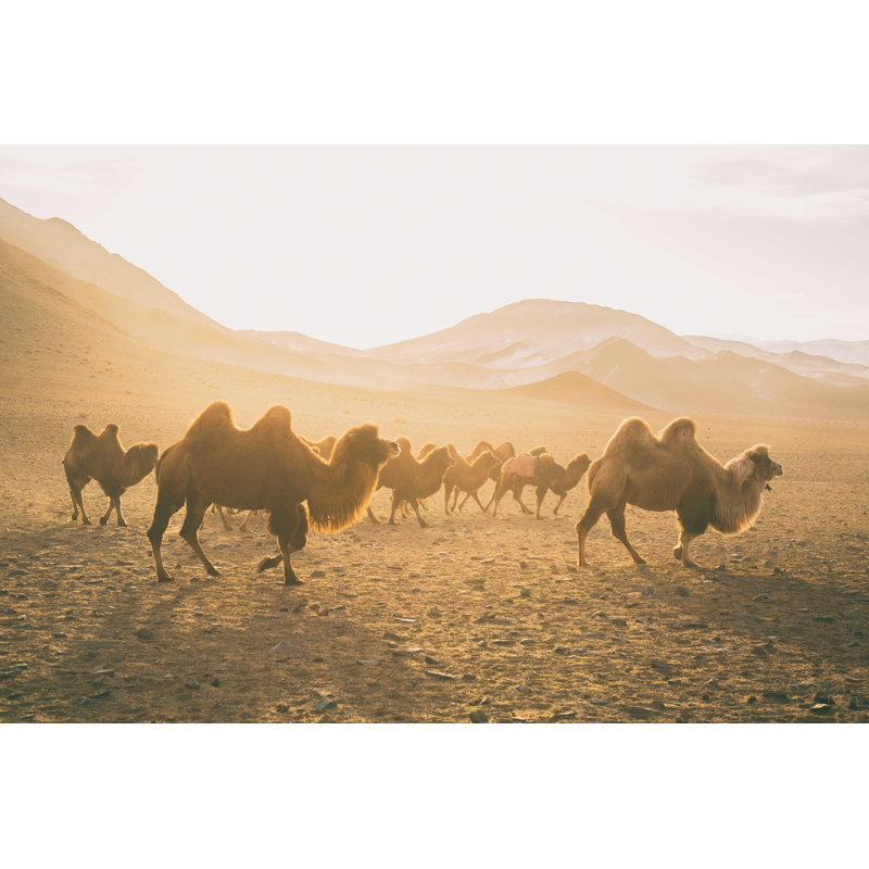 «Camels on the Move» par Aledanda, H 8 po x l 12 po, Non, Toile tendue