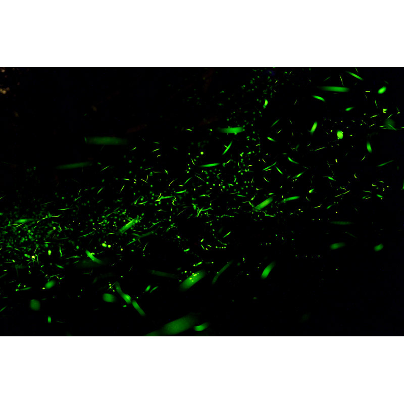 Douds Fireflies Were Flying by Majorching - Wrapped Canvas Print, 30cm H x 46cm W x 3.8cm D