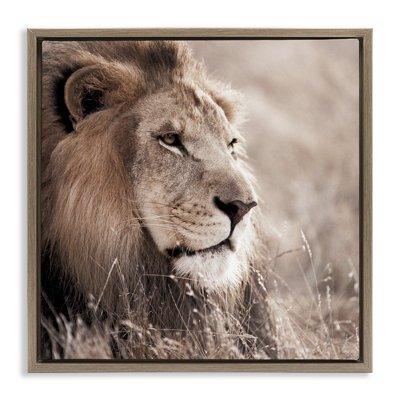 «Strong Gazing Lion», art mural sur toile par Danita Delimont