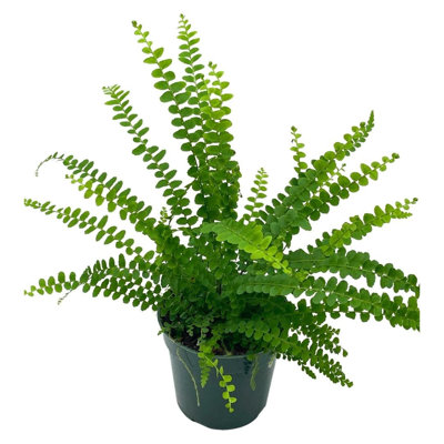 Boston Fern 4 Inch Nephrolepis Exaltata