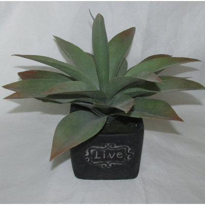 Succulent dans un pot