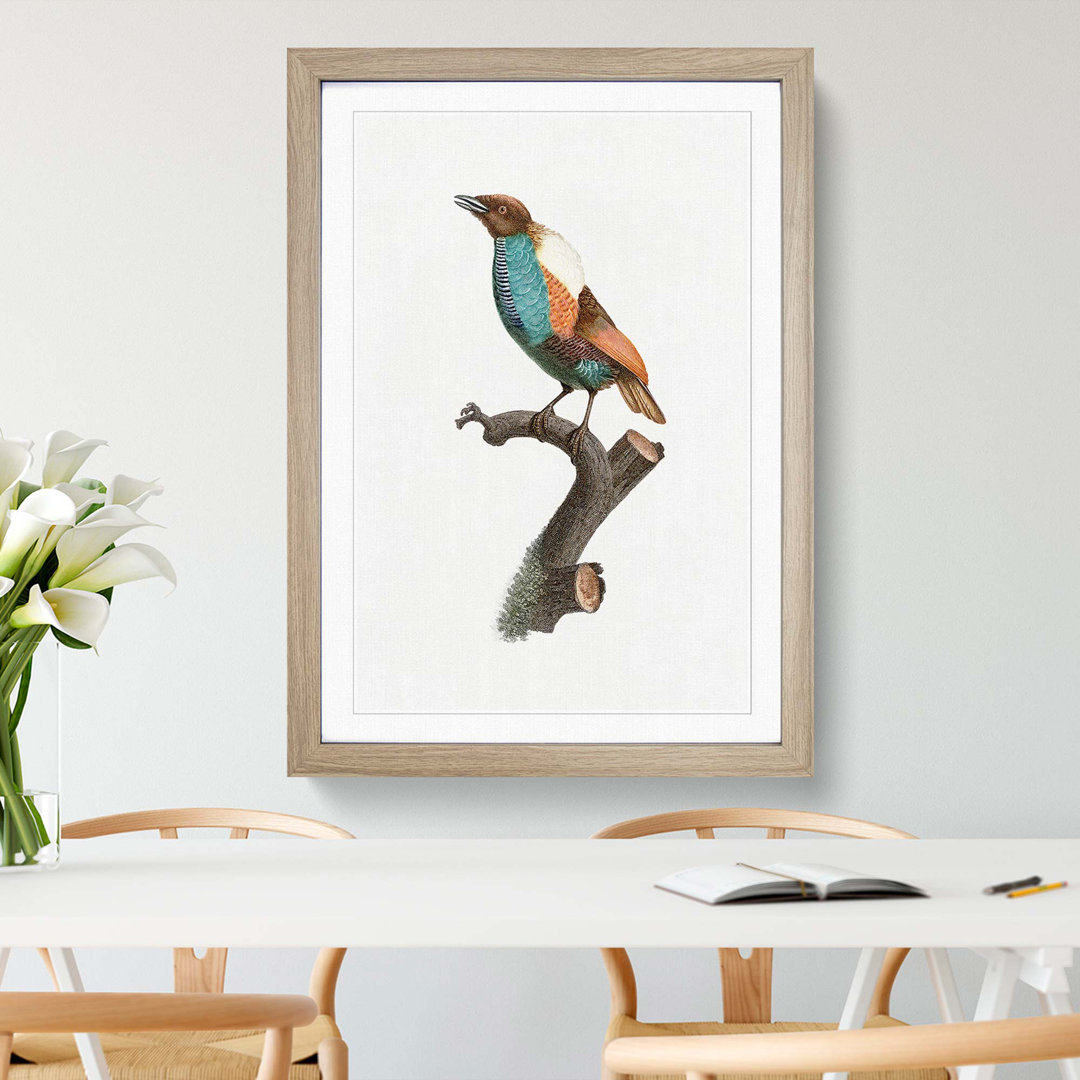 Magnificent Bird of Paradise by Jacques Barraband - Framed Print