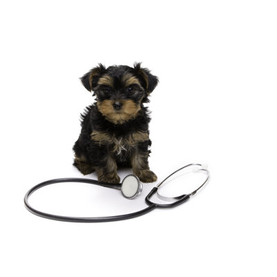 Adorable Puppy Dog with a Stethoscope by Jwebb