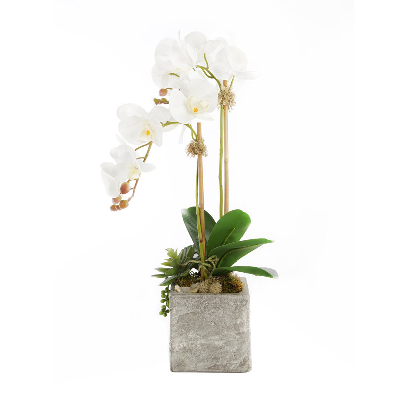 Orchid Arrangement in Pot