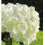 Pièce maîtresse hortensia artificielle en vase