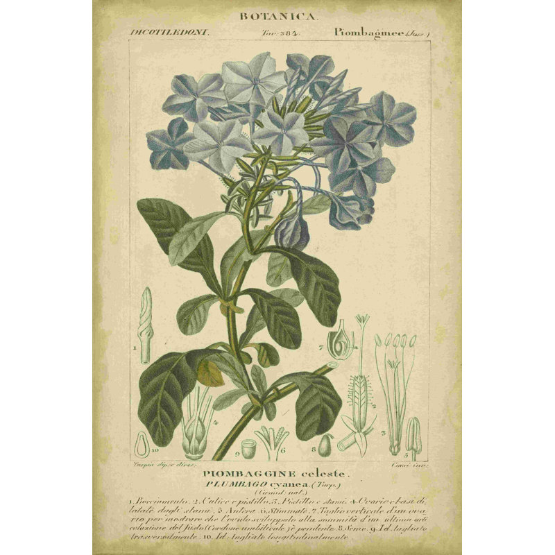 Floral Botanica II, H 18 po x l 12 po x P 1,25 po