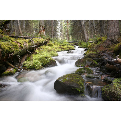 Cascading Stream In A Lush Mossy Green Forest In Canada. by Christys66 - Art Prints