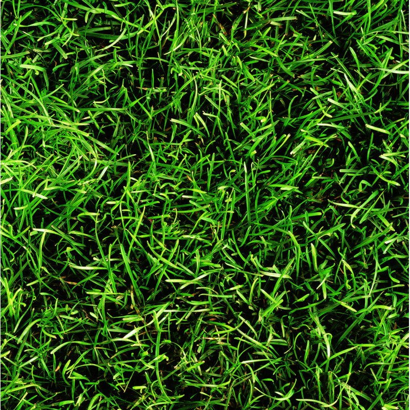 Mur et carreaux de céramique à motif herbe 8 po x 8 po