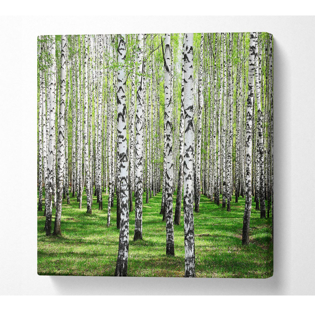 Chane Silver Birch Beauty - Druck