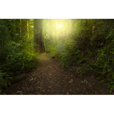 " Redwood Forest "