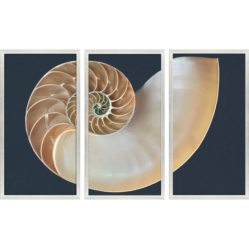 Nautilus Triptych Framed Art