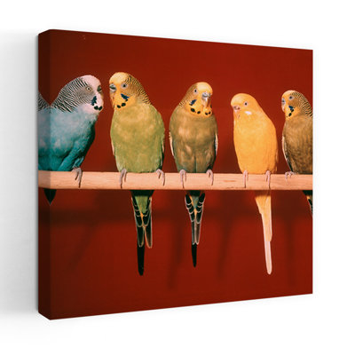 1970S Group Of Five Pet Parakeets Perched Against Red Background Classic Retro Vintage Bird Wall Art