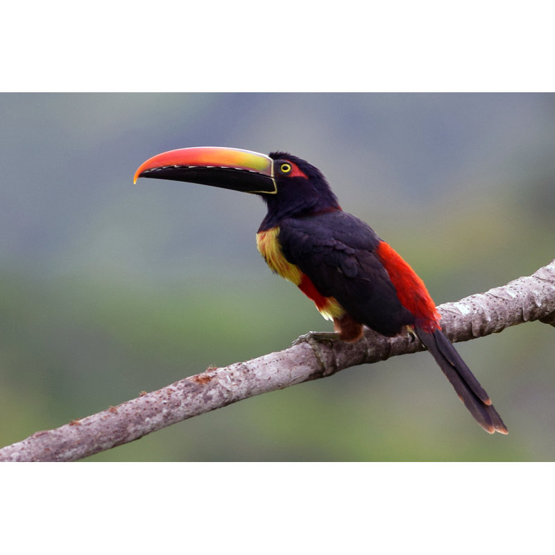 Aracari Toucan by Peter Clayton - Wrapped Canvas Print, 20cm H x 30cm W x 3.8cm D