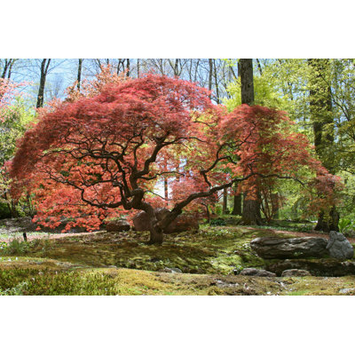 Japanese Maple - Wrapped Canvas Print