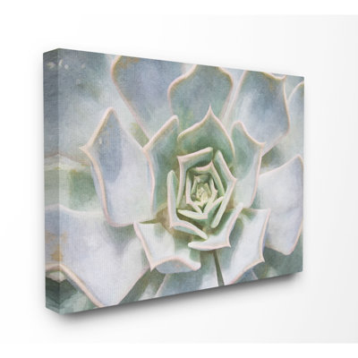 « succulent plante délicate rosée », impression