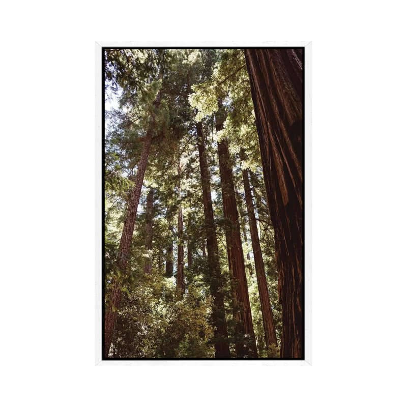 Redwood Forest XII by Bethany Young - Print on Canvas, 101.6cm H x 66.04cm W x 3.81cm D, White Framed