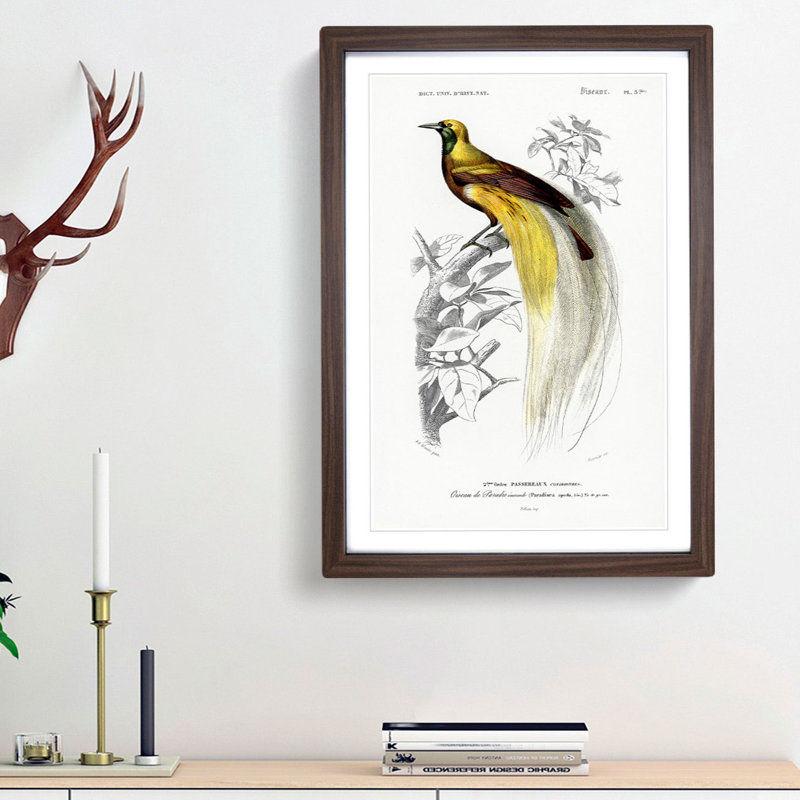 Bird Of Paradise by Charles D' Orbigny - Single Picture Frame Painting, 33cm H x 24cm W x 2cm D, Walnut Framed