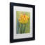 " Rembrandt Tulip "-32709226-32709229