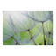Murale botanique Reicherter - Pissenlit au printemps-331125013-289263586